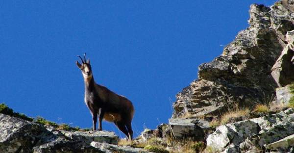 Chamois sur un versant de montagne dans les Pyrénées