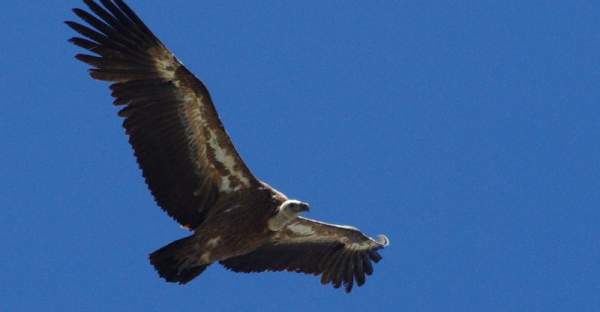 Vautour en plein vol dans le ciel des Pyrénées