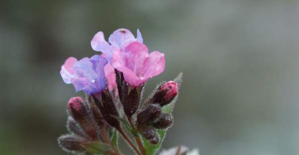 Fleur de montagne dans les Hautes Pyrénées