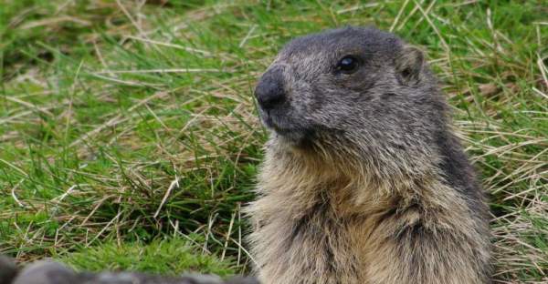 Une marmotte des Pyrénées