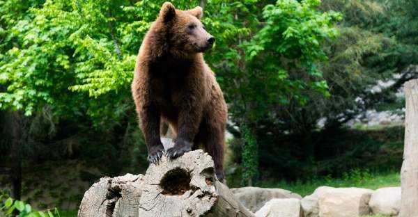 Ours des Pyrénées