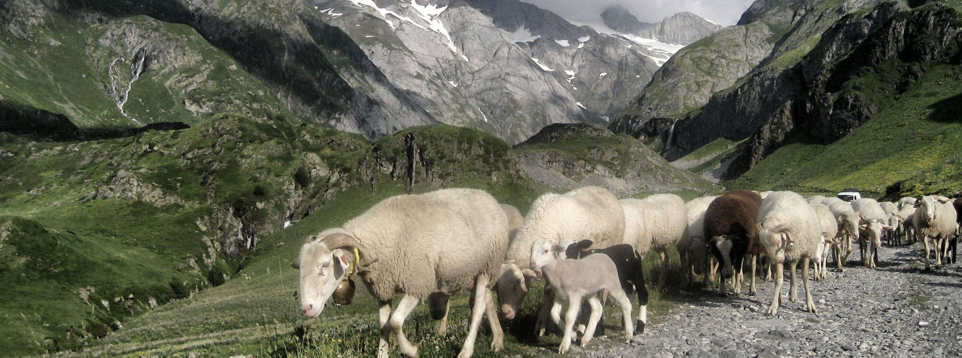 The fauna and flora of the High Pyrenees