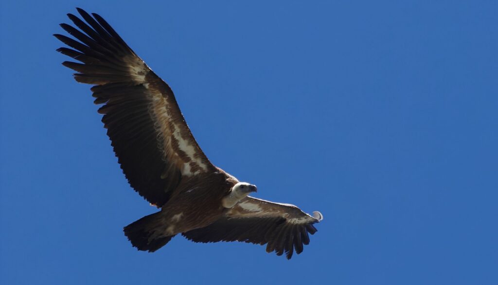 Aigle hautes pyrénées