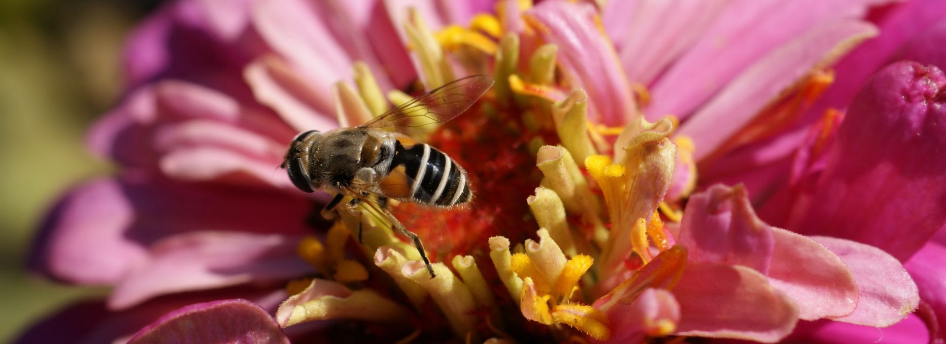 faune et flore pyrénées