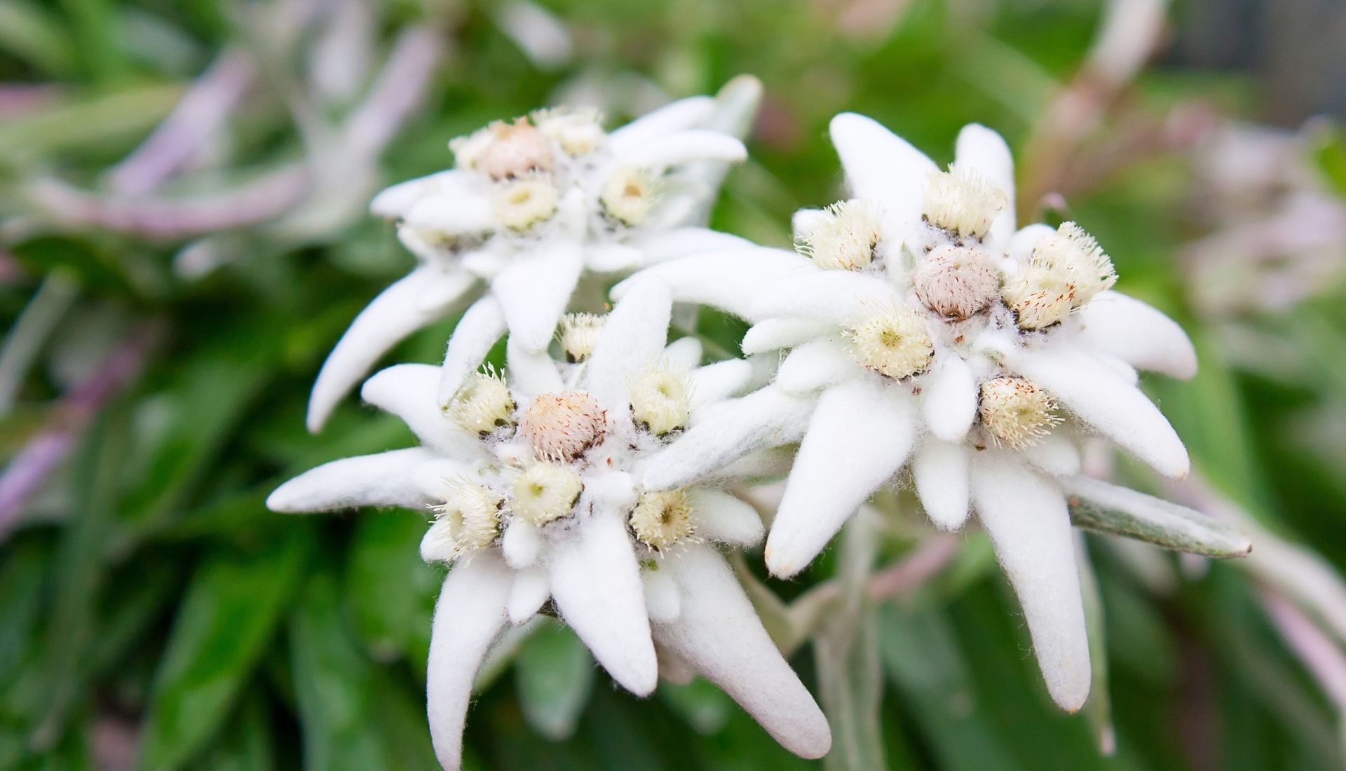 Edelweiss