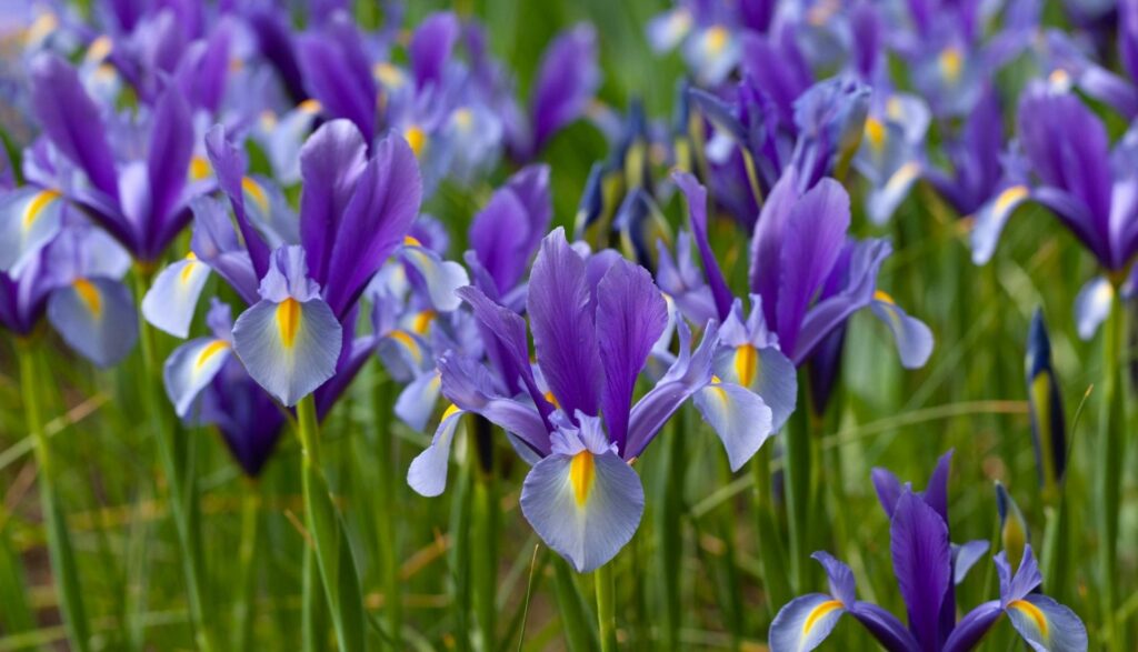 Iris des pyrénées