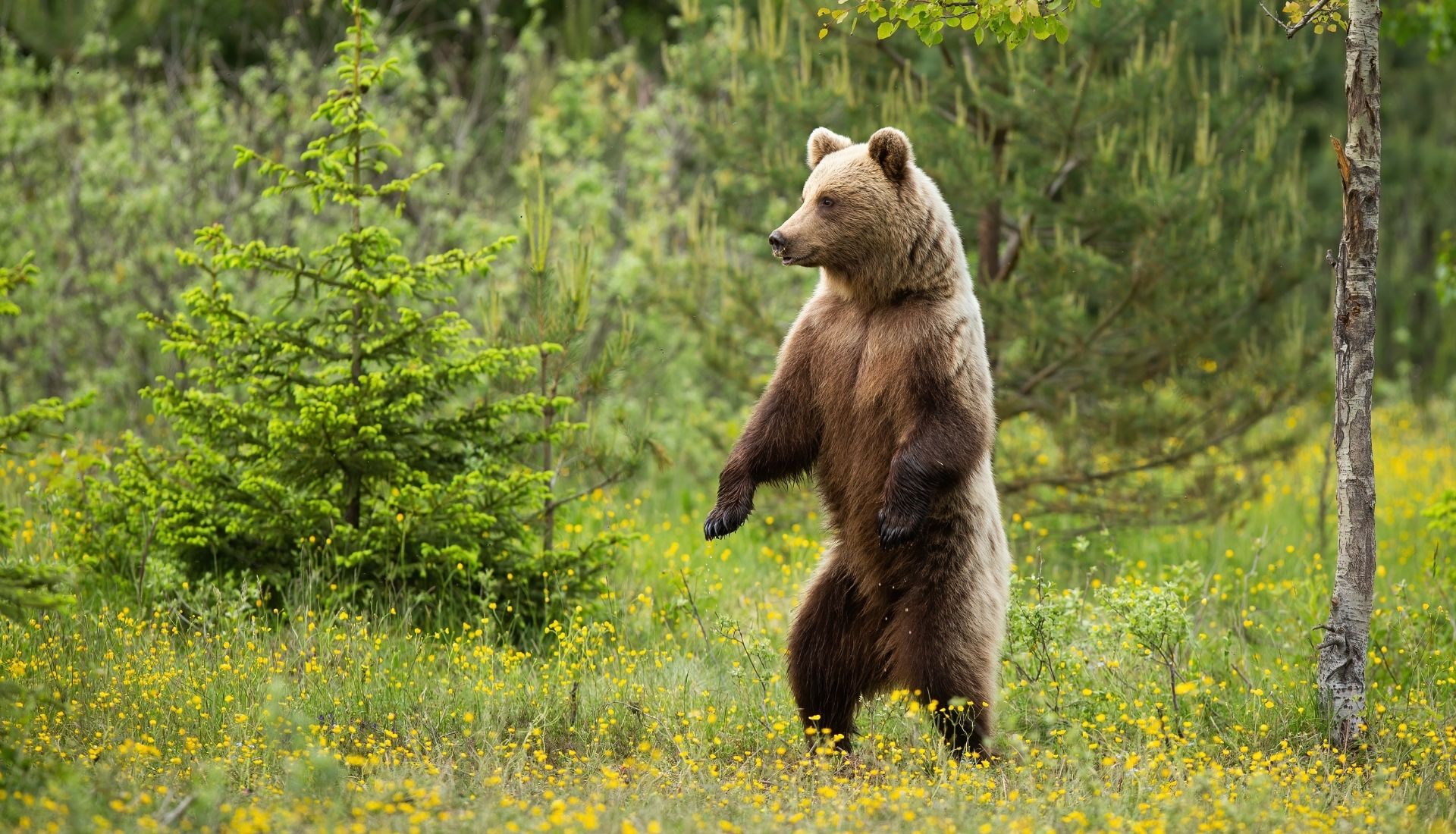 Ours brun des pyrénées
