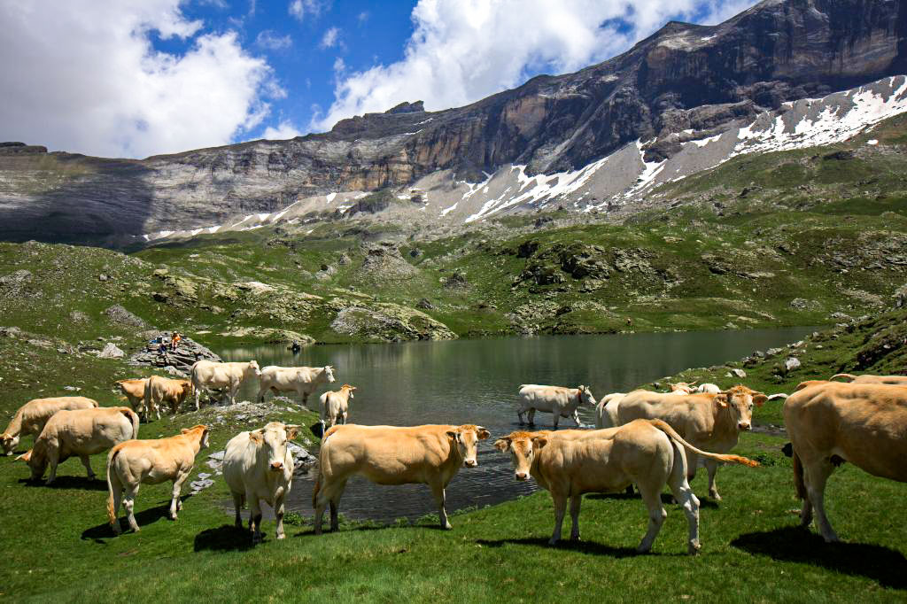 vache randonnée cique de troumouse